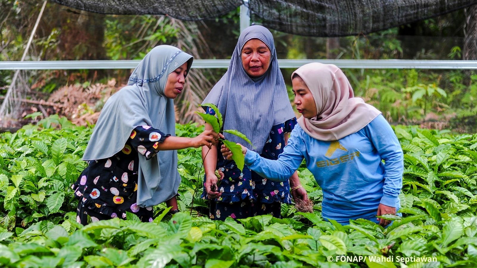 Mitglieder der Frauengruppe Nurul Huda kontrollieren die Setzlinge in ihrer Baumschule in Sungai Penoban, Tanjung Jabung Barat, in der Provinz Jambi.